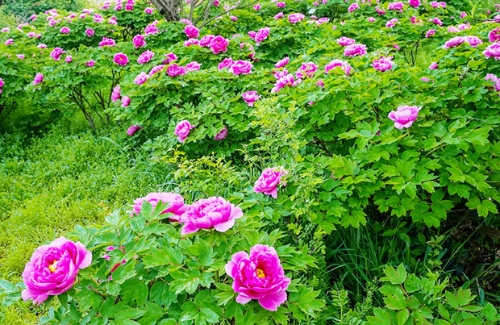 九龙口牡丹园迎来最佳观赏期